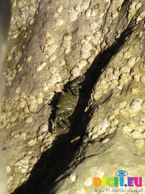 SX19530 Crab on rocks in Riomaggiore, Cinque Terre, Italy